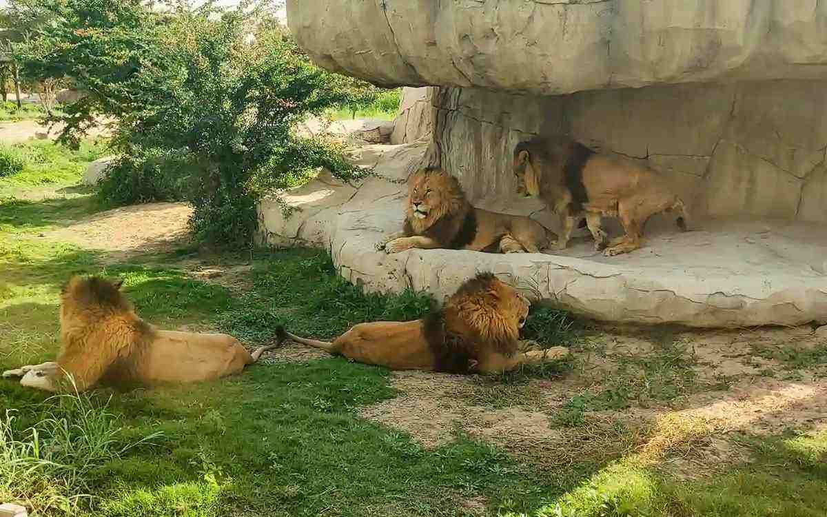 حیات‌وحش و گونه‌های جانوری
